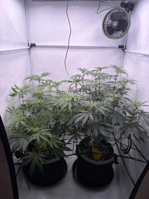 Polar Gelato 🍧. Week 11