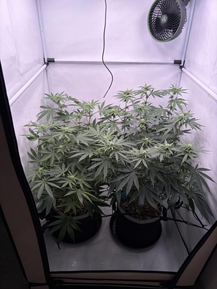 Polar Gelato 🍧. Week 12