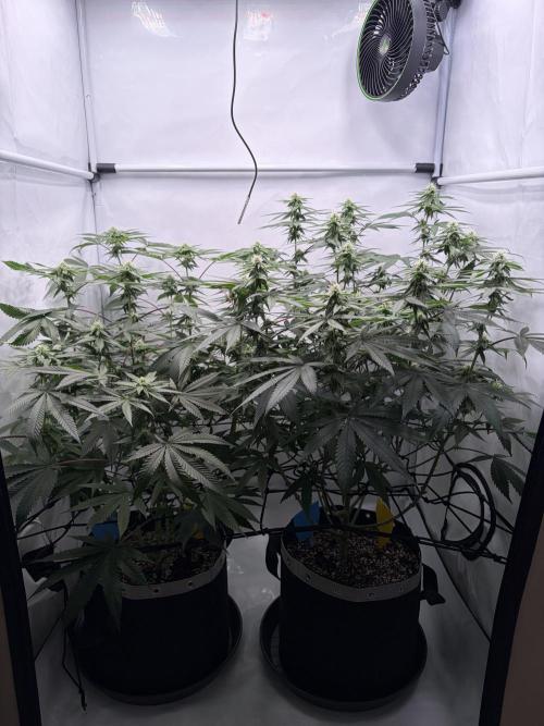 Polar Gelato 🍧. Week 13