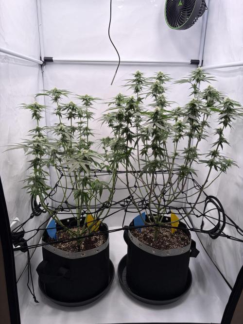 Polar Gelato 🍧. Week 13