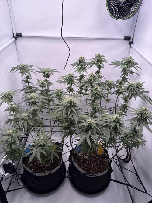 Polar Gelato 🍧. Week 13