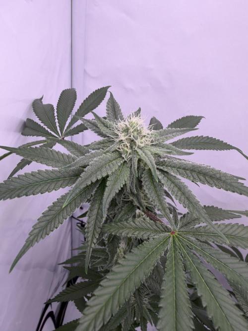Polar Gelato 🍧. Week 13
