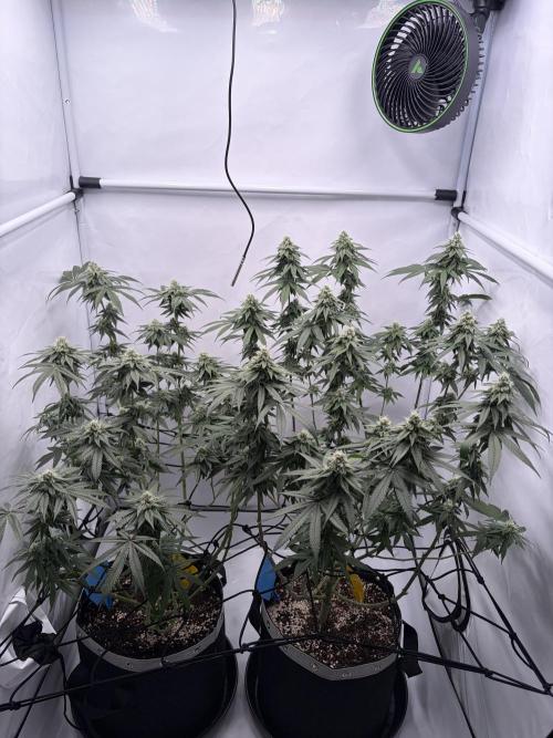 Polar Gelato 🍧. Week 14