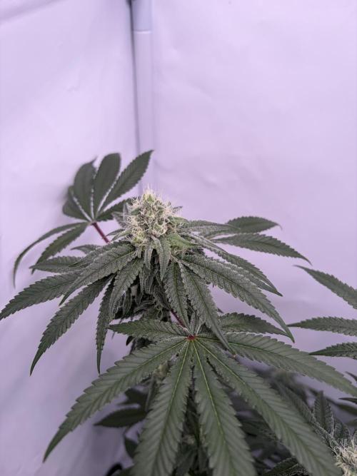 Polar Gelato 🍧. Week 14