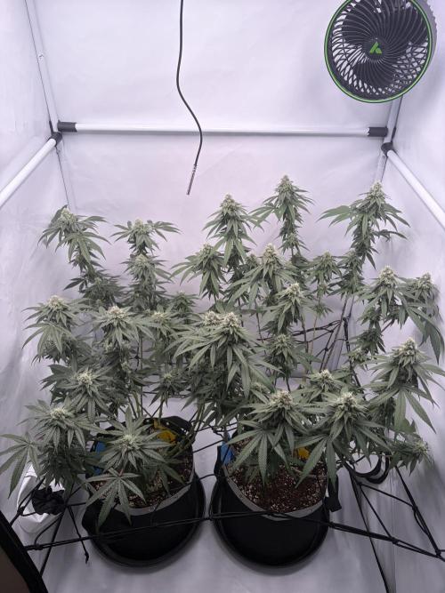 Polar Gelato 🍧. Week 15