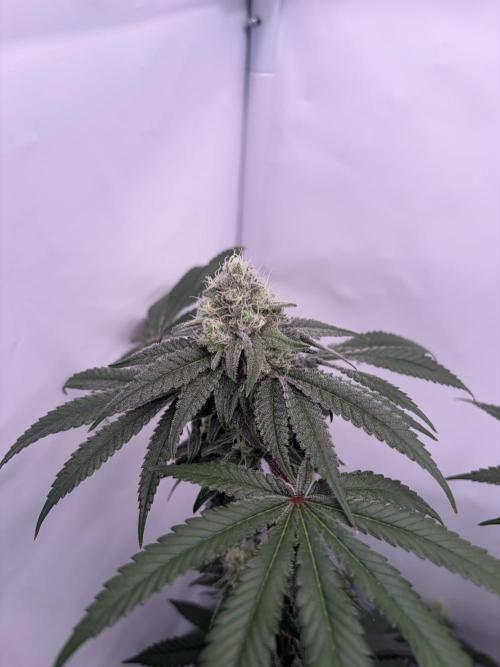 Polar Gelato 🍧. Week 15