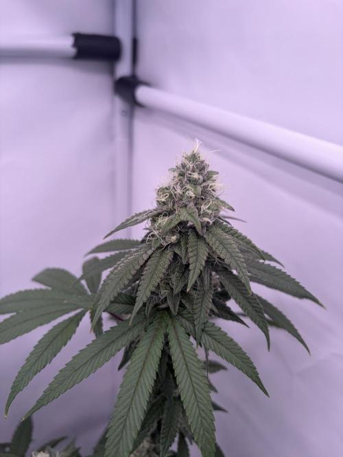 Polar Gelato 🍧. Week 15