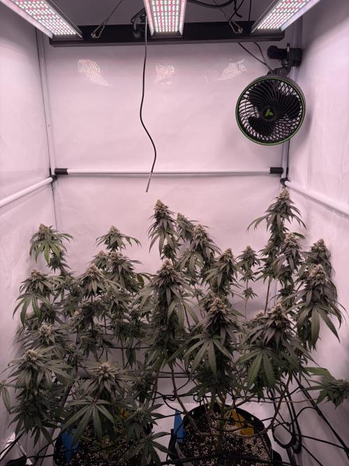 Polar Gelato 🍧. Week 16