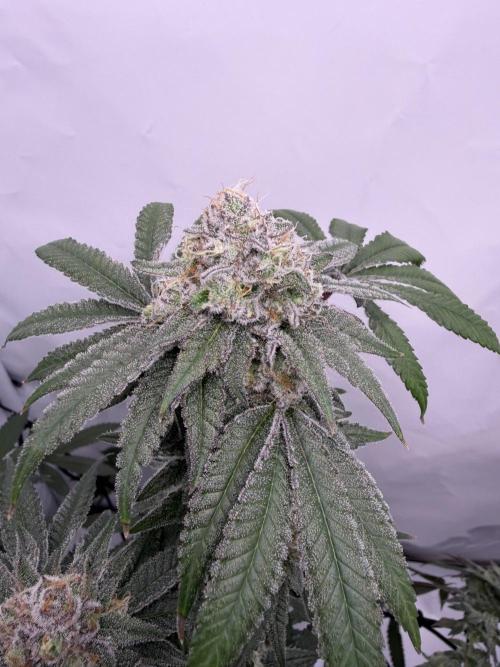 Polar Gelato 🍧. Week 16
