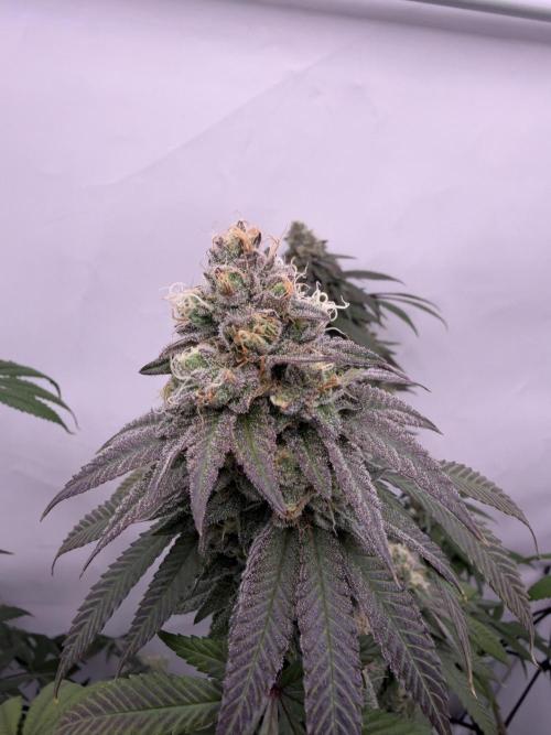 Polar Gelato 🍧. Week 16