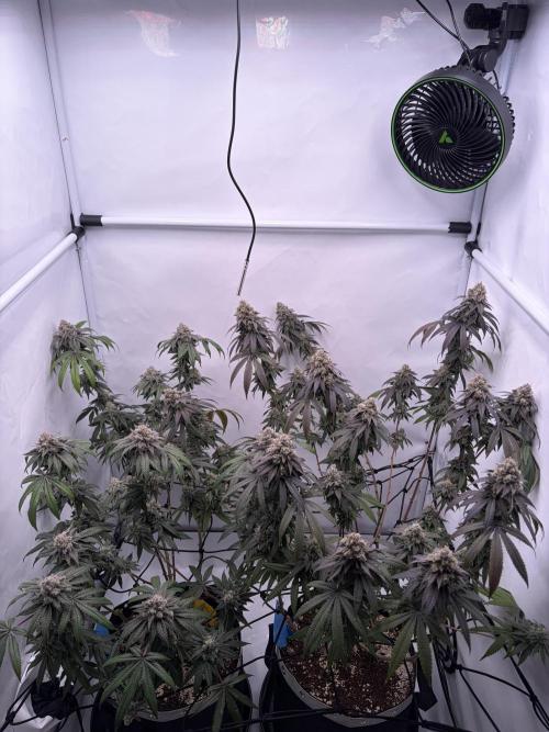 Polar Gelato 🍧. Week 17