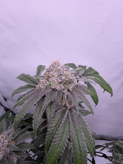 Polar Gelato 🍧. Week 17