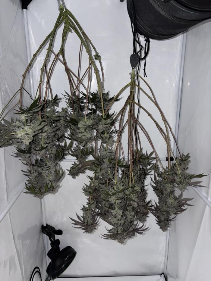 Polar Gelato 🍧. Week 18
