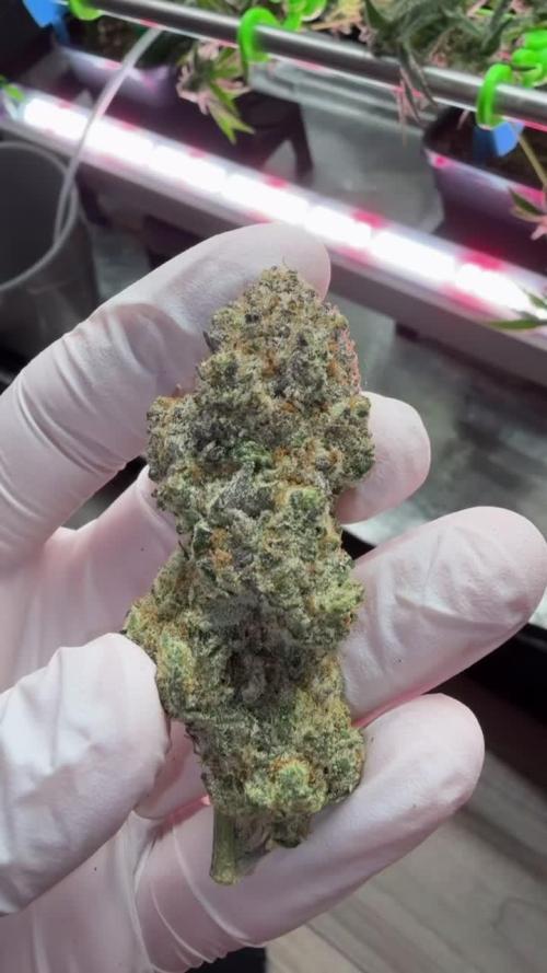 Polar Gelato 🍧