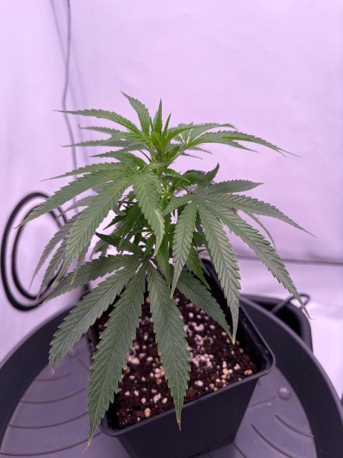 Coolio #17. Week 2