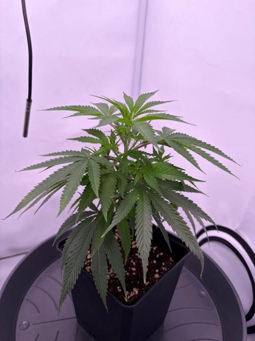 Coolio #17. Week 2