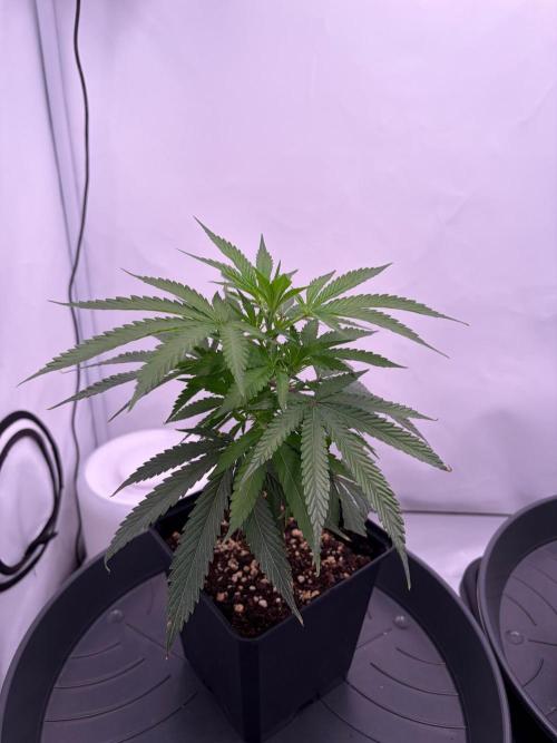 Coolio #17. Week 2