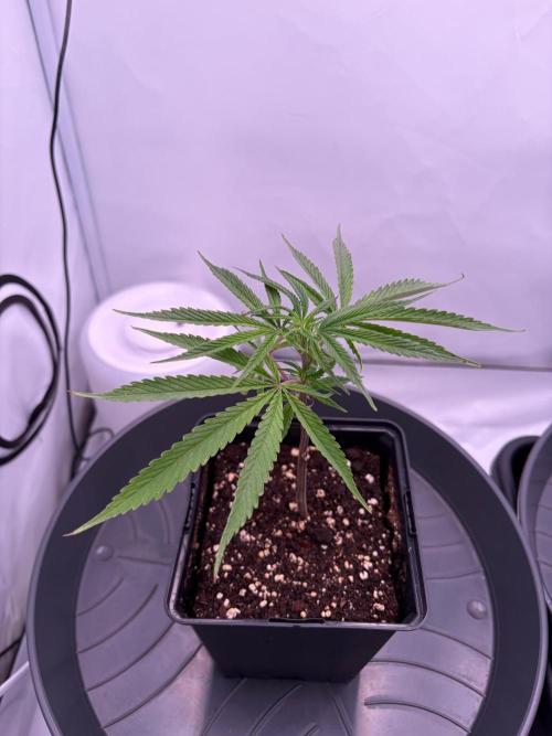 Coolio #17. Week 1