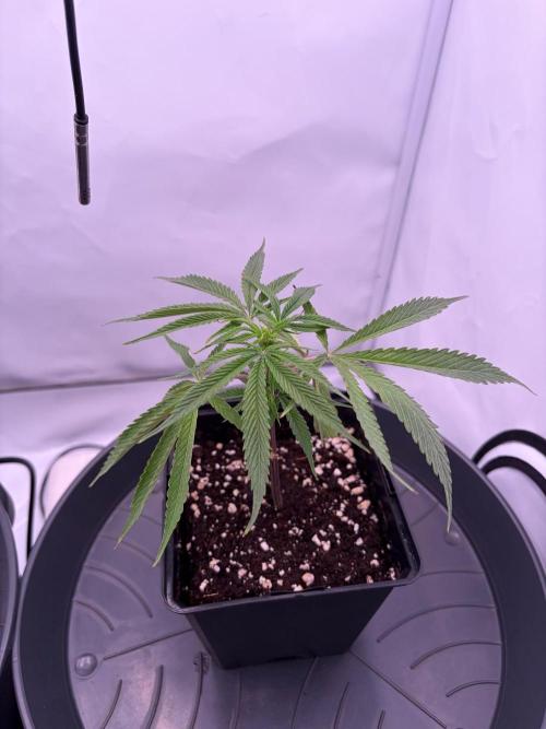 Coolio #17. Week 1