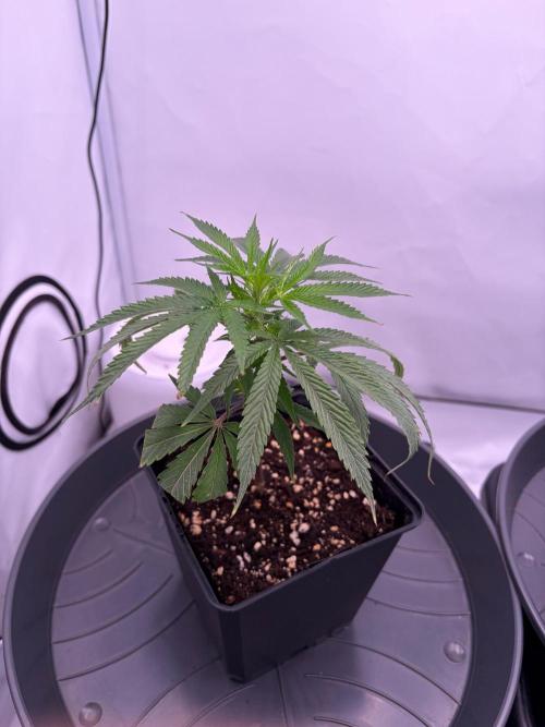 Coolio #17. Week 1
