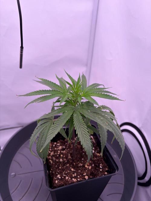 Coolio #17. Week 1