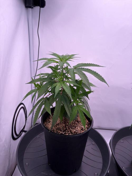 Coolio #17. Week 2