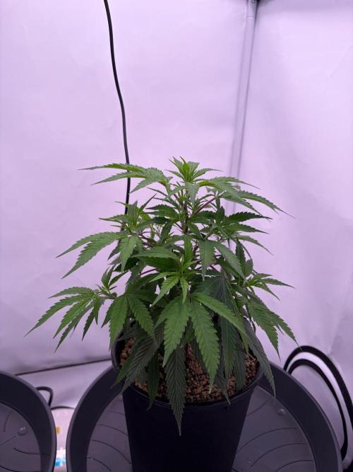Coolio #17. Week 2