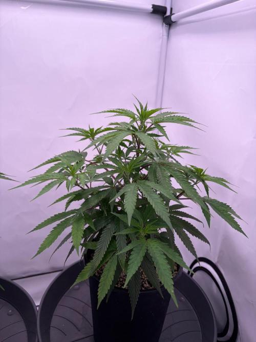 Coolio #17. Week 3