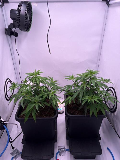 Coolio #17. Week 3