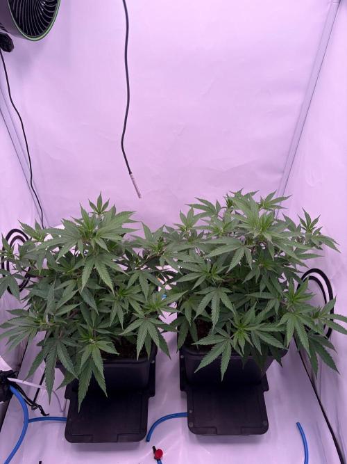 Coolio #17. Week 3