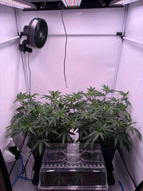 Coolio #17. Week 4