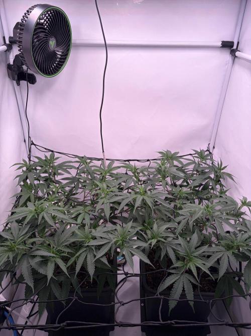 Coolio #17. Week 4