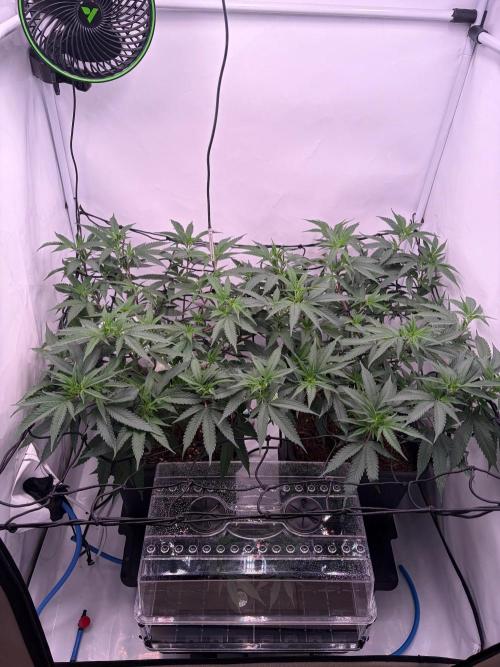 Coolio #17. Week 5
