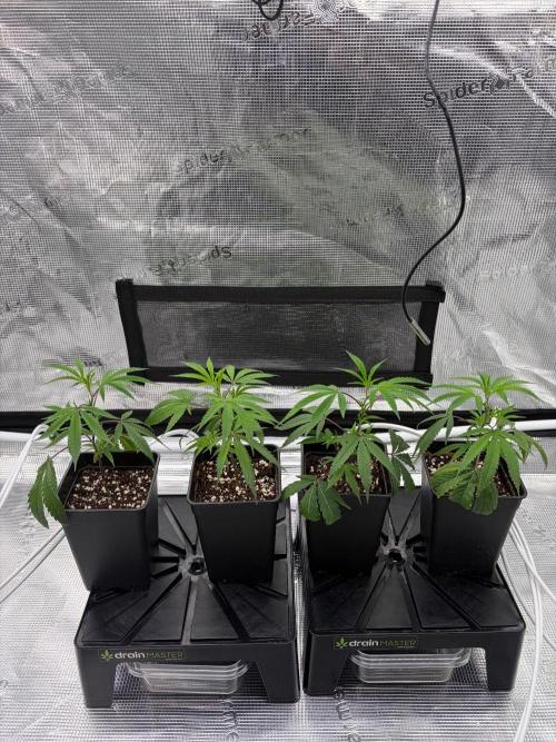 Candy Fumez. Week 1