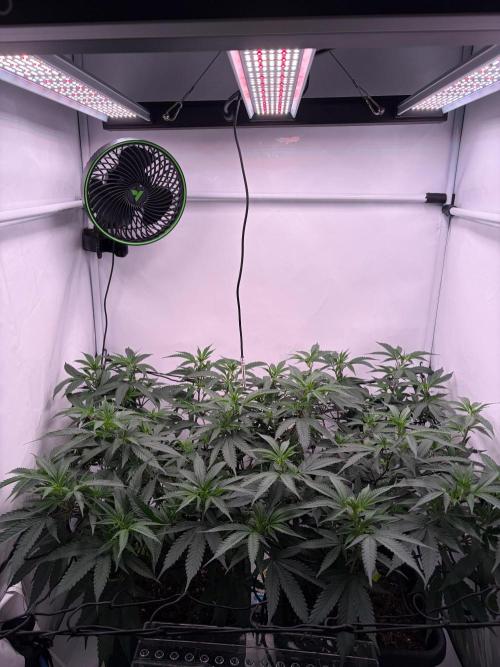 Coolio #17. Week 5