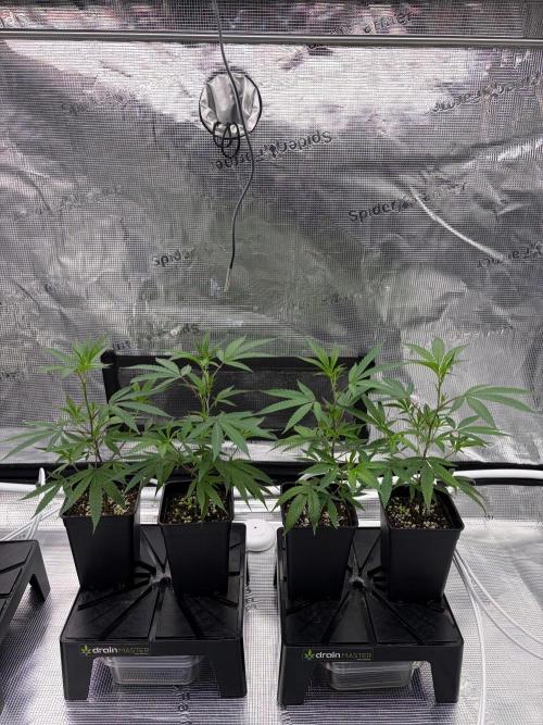 Candy Fumez. Week 2