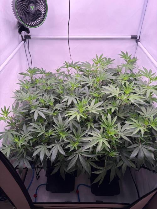 Coolio #17. Week 6