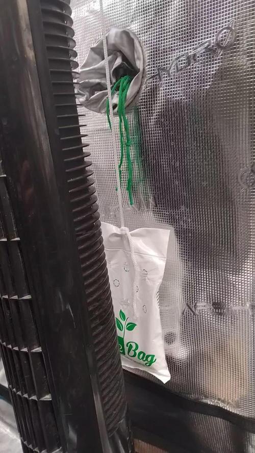 Purple Banana punch auto RF3