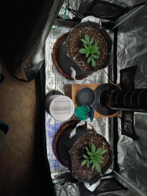 Purple Banana punch auto RF3. Week 2