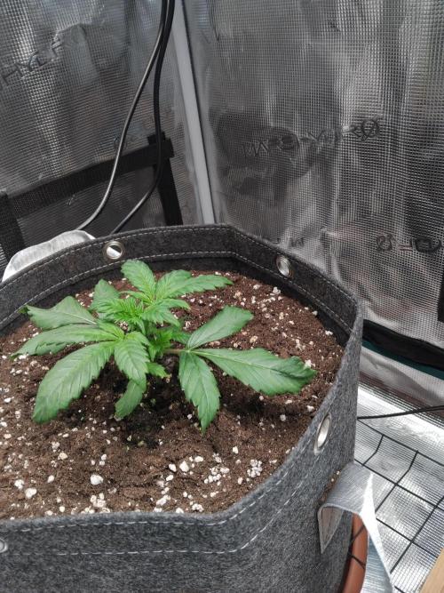 Purple Banana punch auto RF3. Week 2