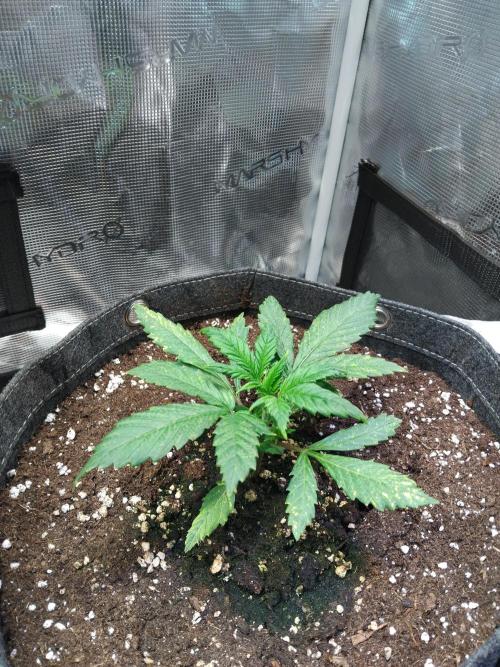 Purple Banana punch auto RF3. Week 2