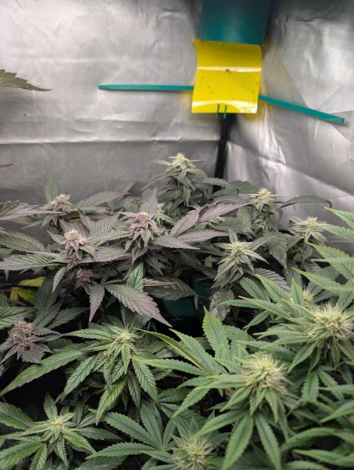 Krumme-Gurken Mini grow. Week 5 - Mehr