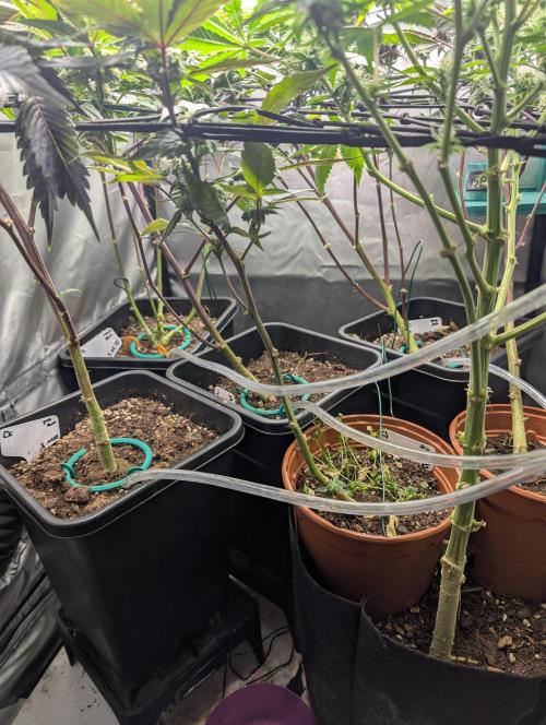 Krumme-Gurken Mini grow. Week 5 - Bewässerung 