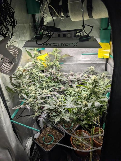 Krumme-Gurken Mini grow. Week 5 - Es wird voll 