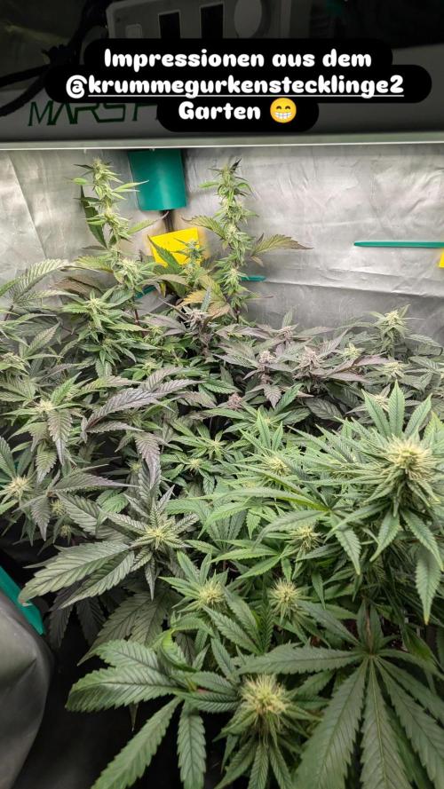 Krumme-Gurken Mini grow. Week 5 - Übersicht