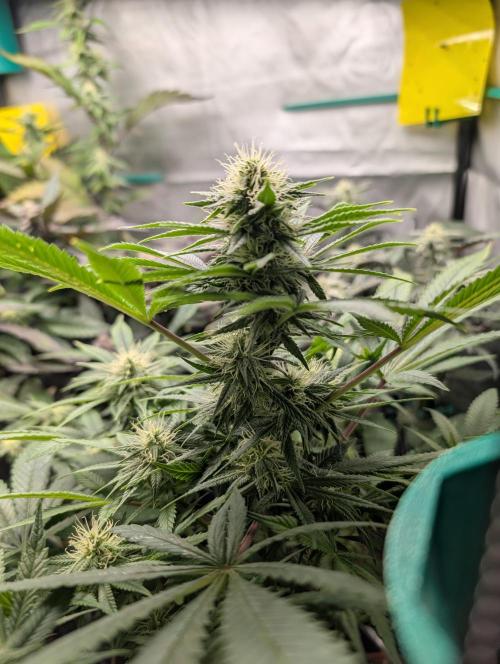 Krumme-Gurken Mini grow. Week 5 - Unbekannt. Einfach aus der Recycling Erde gewachsen 