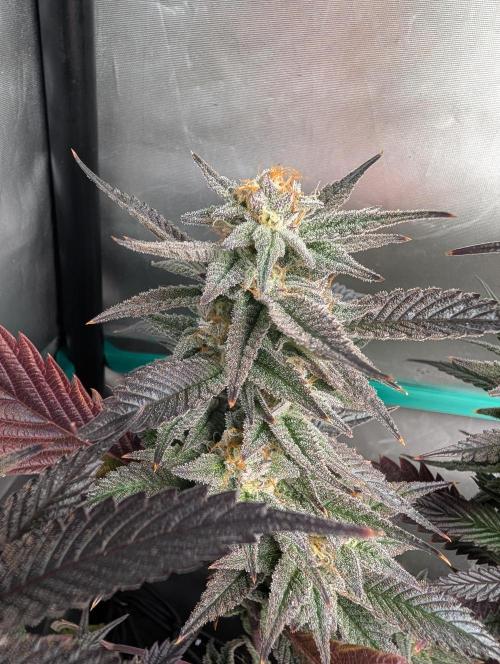 Krumme-Gurken Mini grow. Week 7