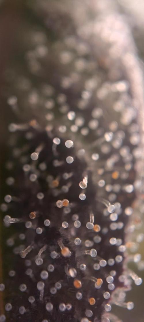 Krumme-Gurken Mini grow. Week 7