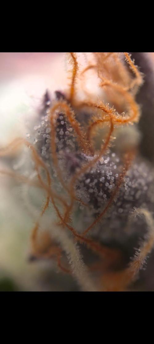 Krumme-Gurken Mini grow. Week 7