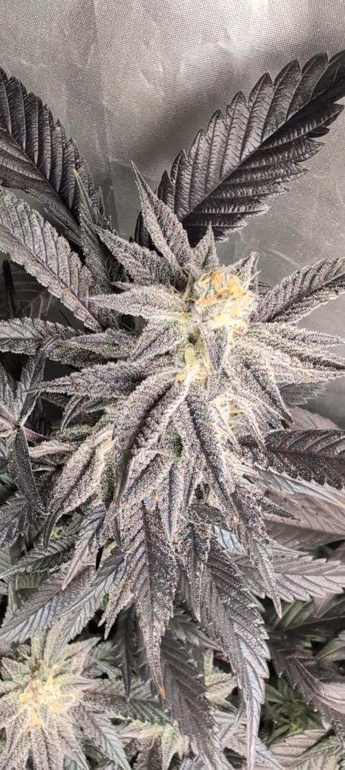 Krumme-Gurken Mini grow. Week 7